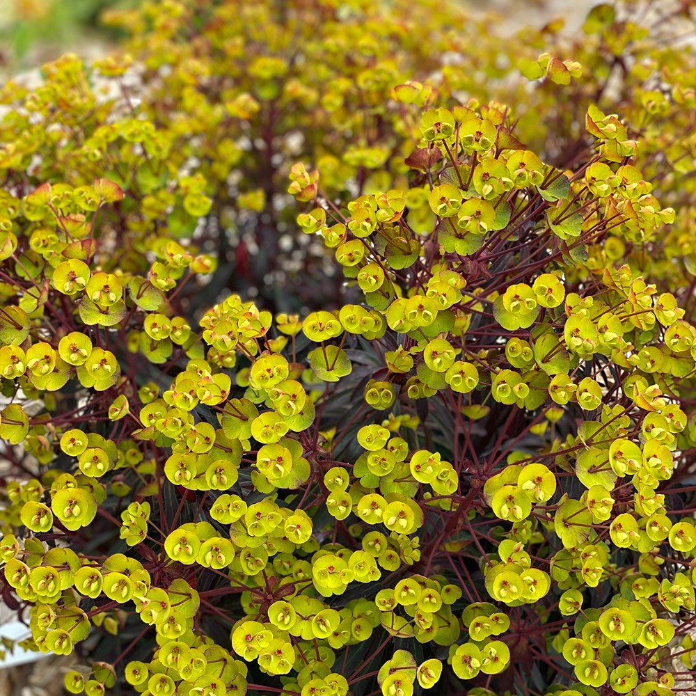 <i>Euphorbia</i> 'Miners Merlot' (PBR)