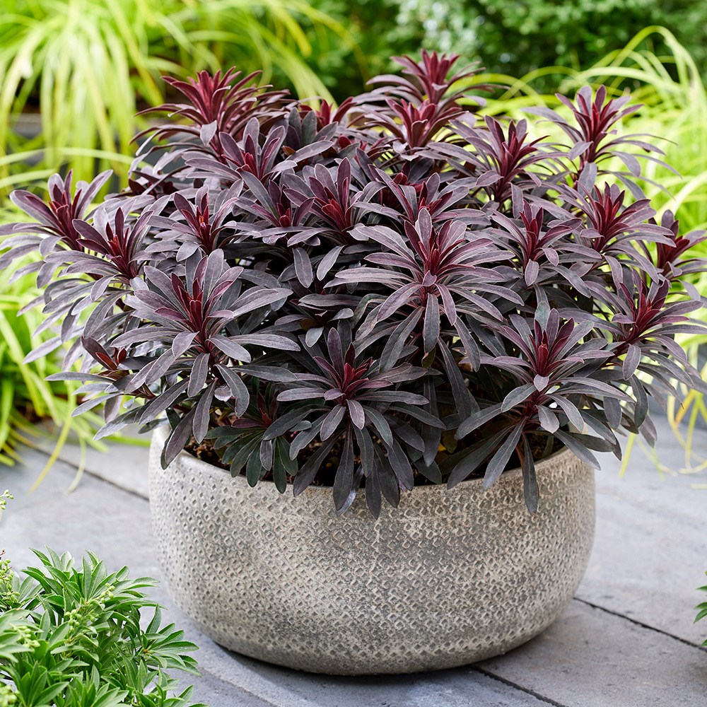<i>Euphorbia</i> 'Miners Merlot' (PBR)