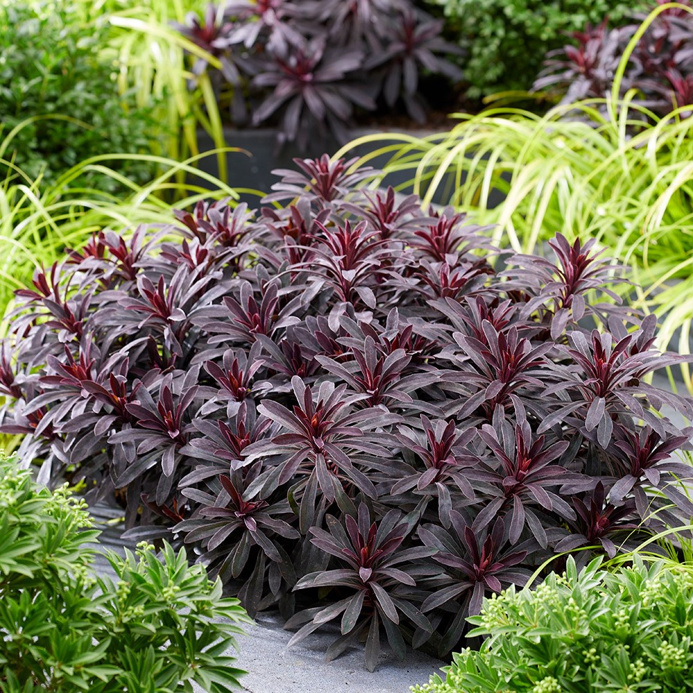 <i>Euphorbia</i> 'Miners Merlot' (PBR)