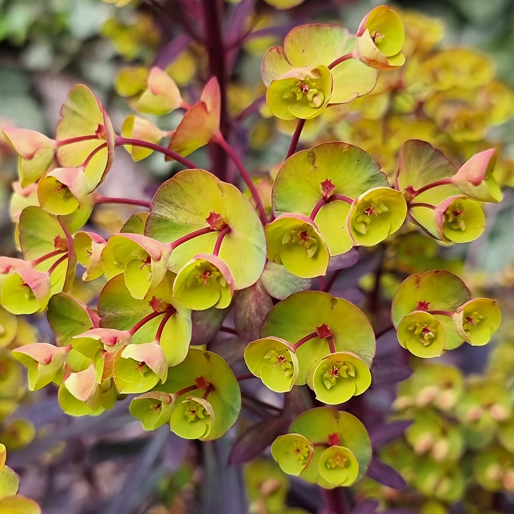 <i>Euphorbia</i> 'Miners Merlot' (PBR)