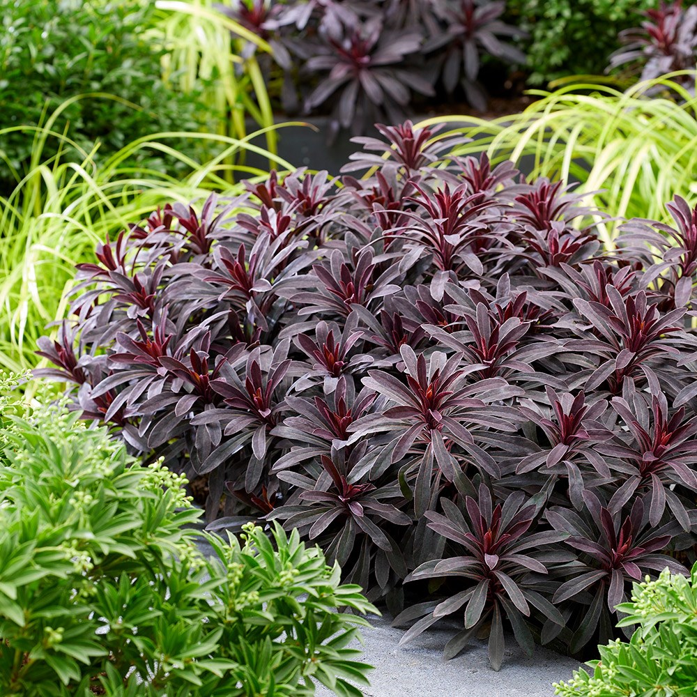 <i>Euphorbia</i> 'Miners Merlot' (PBR)