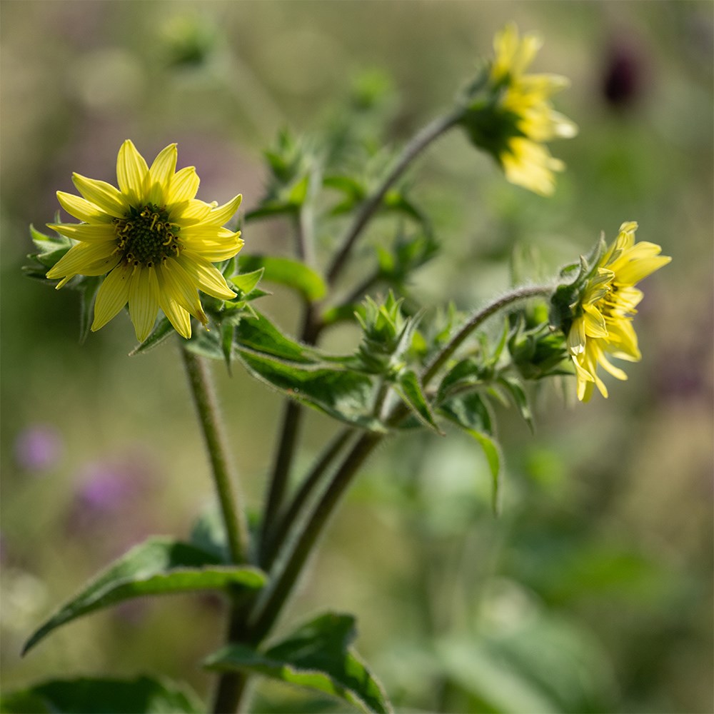 <i>Silphium mohrii</i> 
