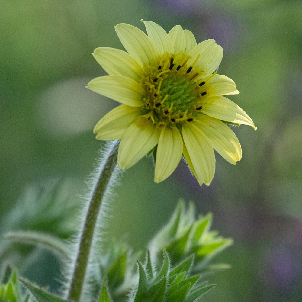 <i>Silphium mohrii</i> 