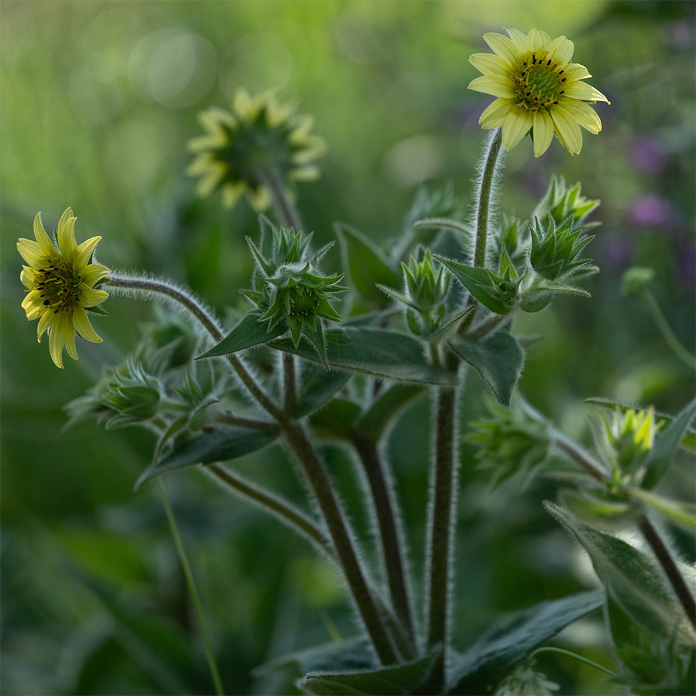 <i>Silphium mohrii</i> 