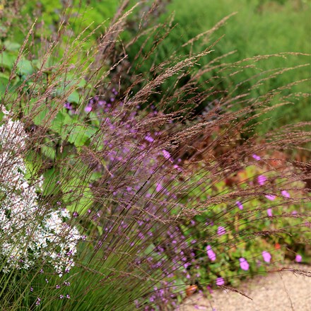 Molinia caerulea subsp. caerulea Edith Dudszus