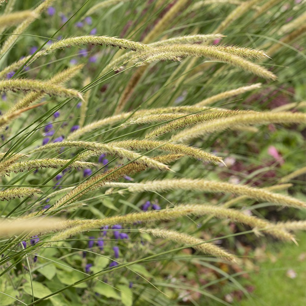 <i>Pennisetum macrourum</i> 