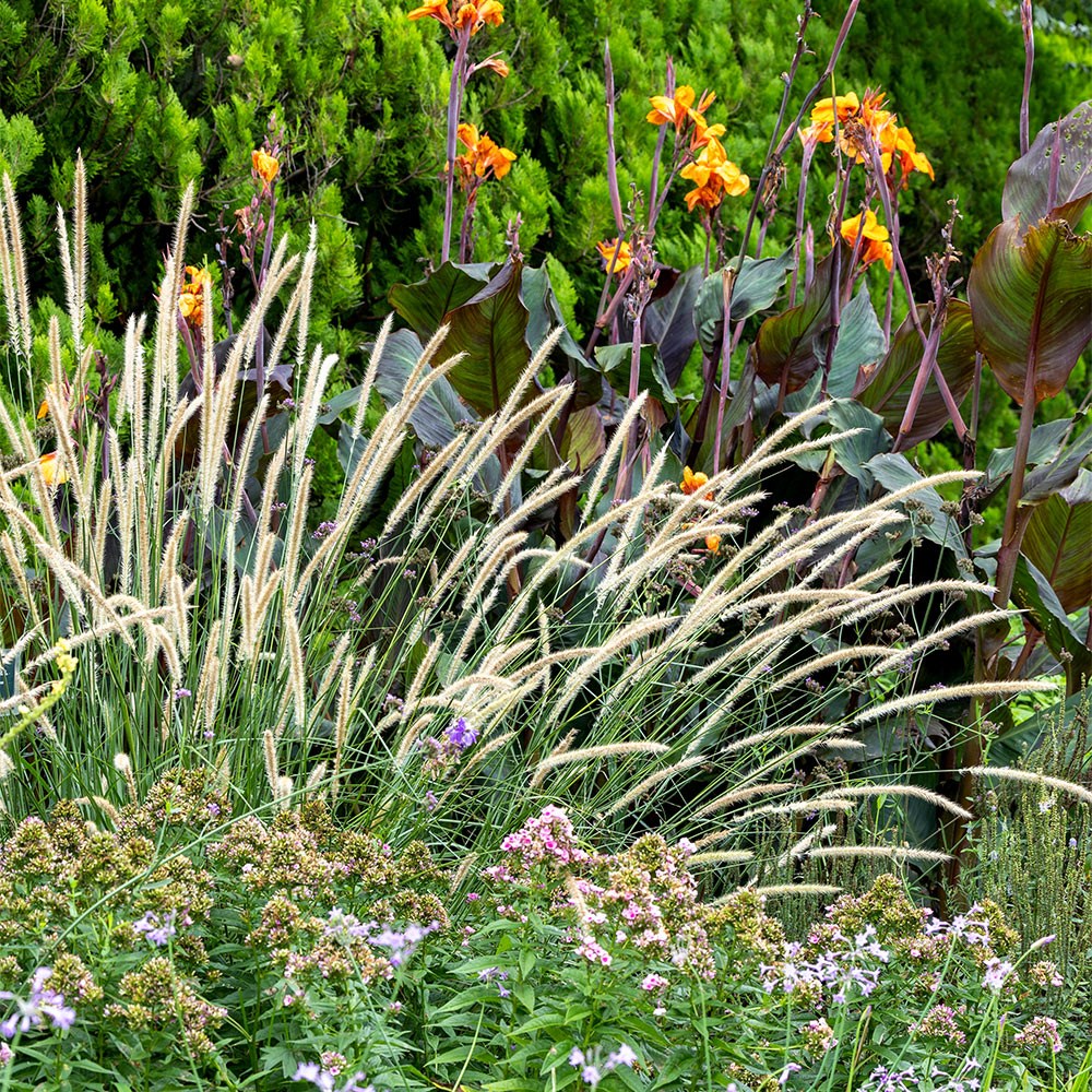 <i>Pennisetum macrourum</i> 