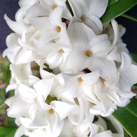 Daphne Perfume Princess White (’DapJur02’) (PBR)