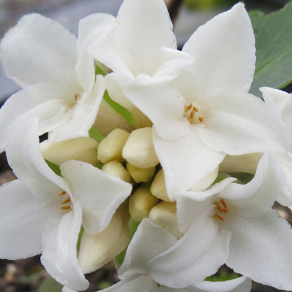<i>Daphne</i> <b class=small-caps>Perfume Princess White </b> (’Dapjur02’) (PBR)
