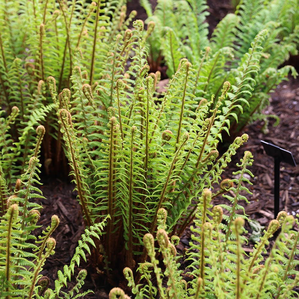 <i>Dryopteris affinis</i> 