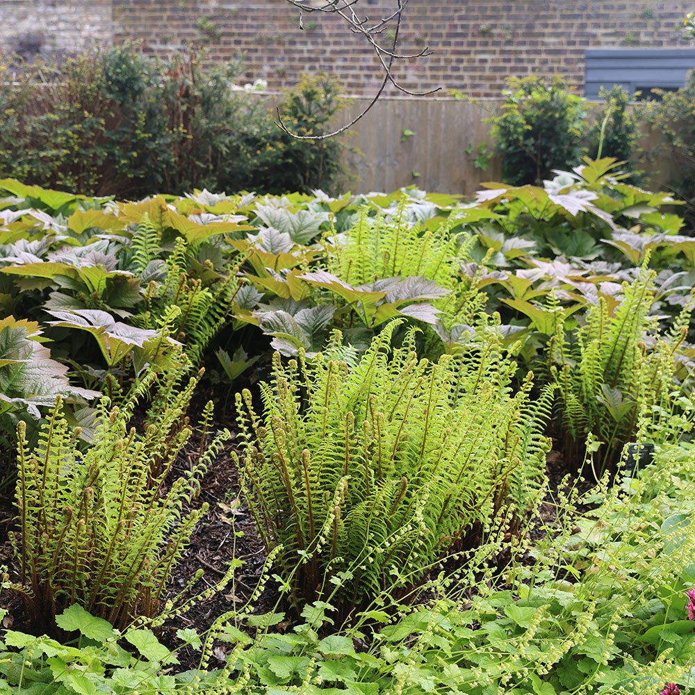<i>Dryopteris affinis</i> 