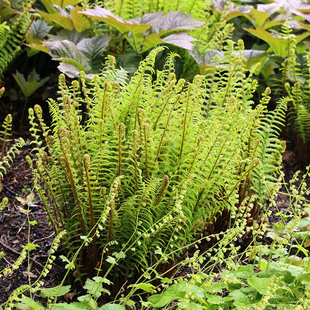 <i>Dryopteris affinis</i> 