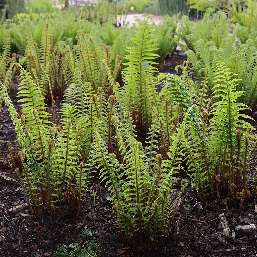 <i>Dryopteris affinis</i> 