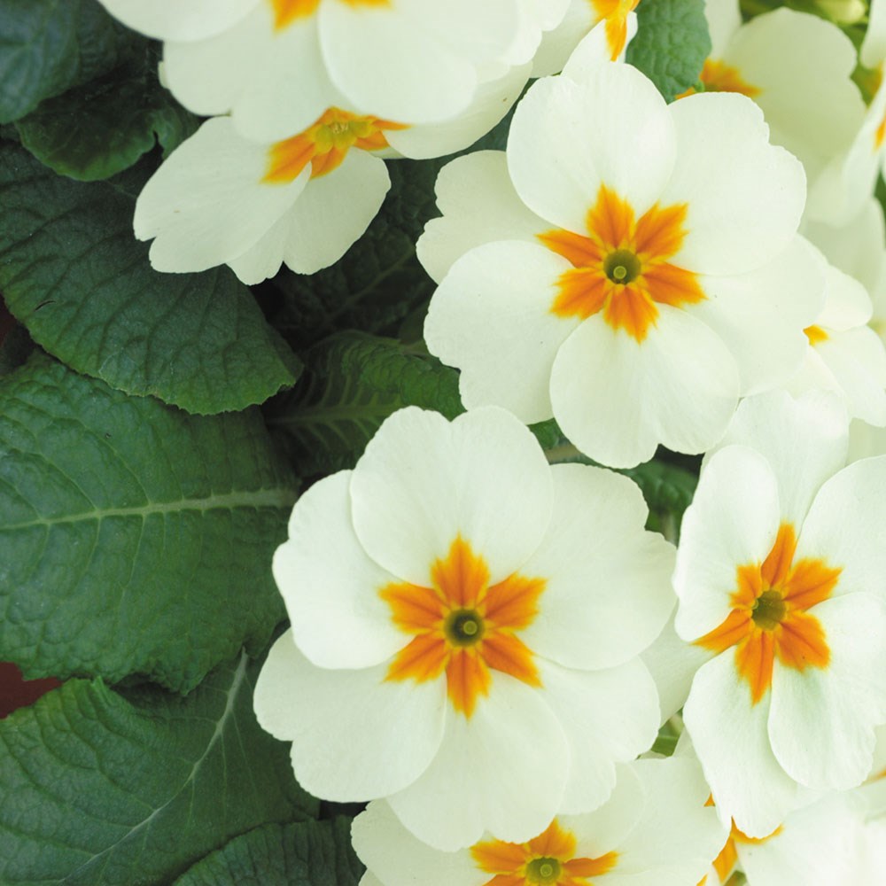 <i>Primula</i> 'Cottage Cream'