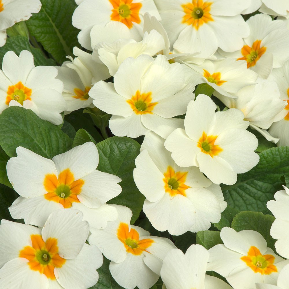 <i>Primula</i> 'Cottage Cream'