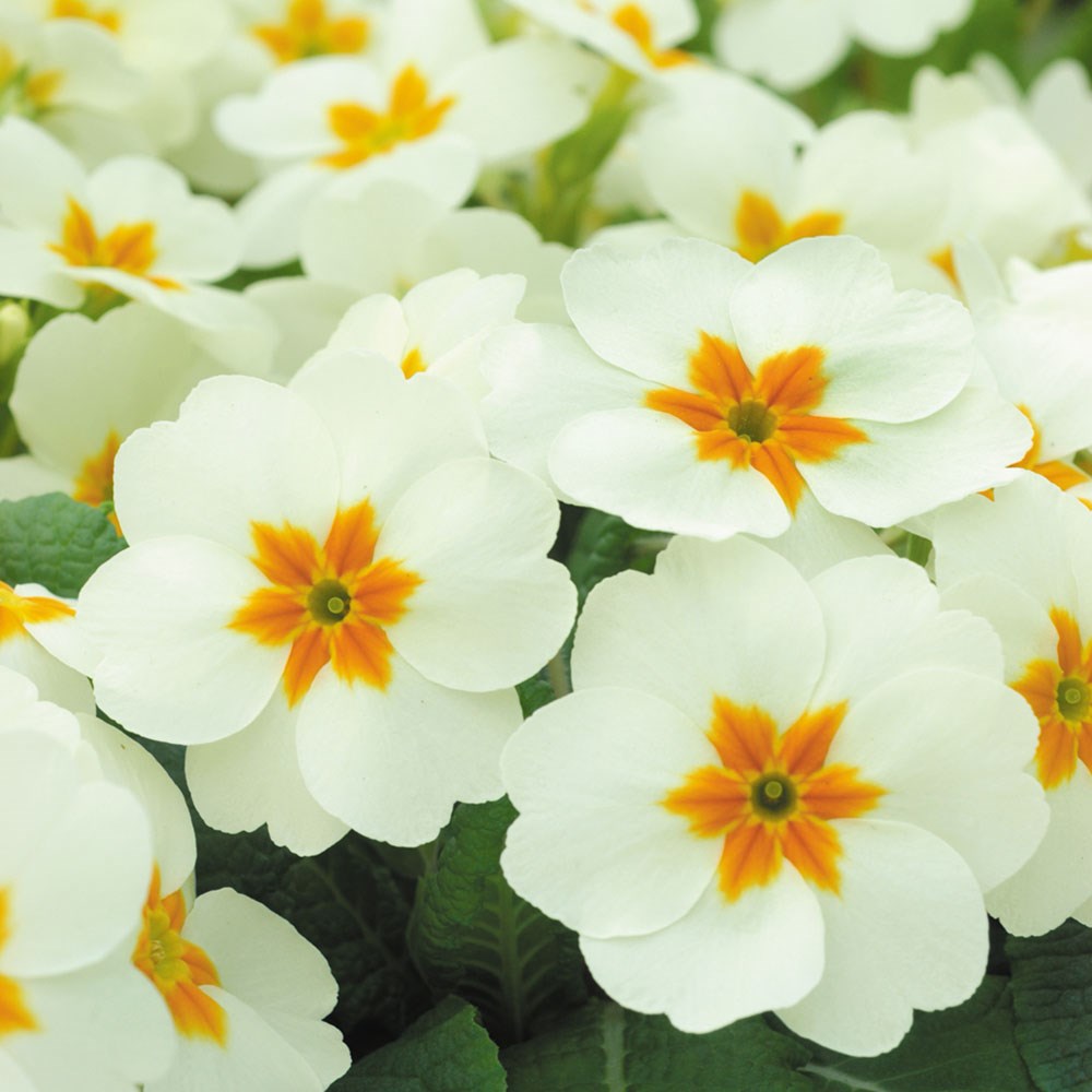 <i>Primula</i> 'Cottage Cream'