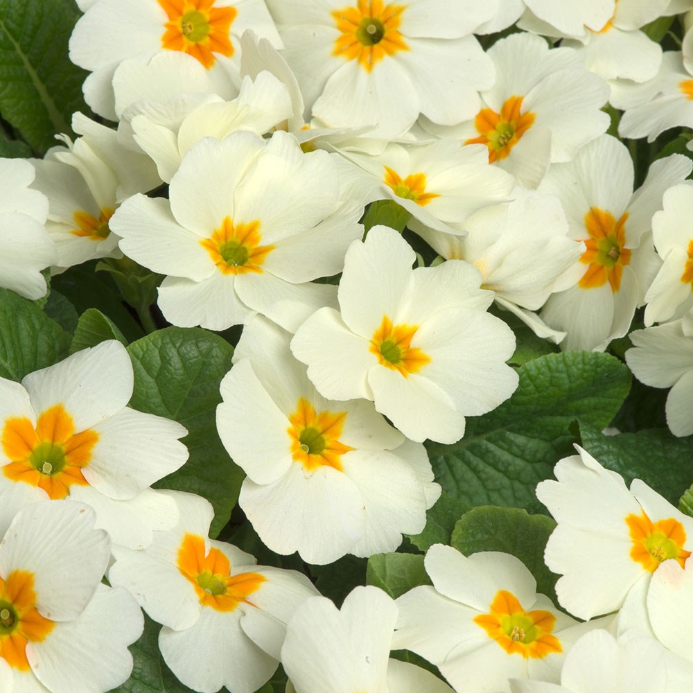 <i>Primula</i> 'Cottage Cream'