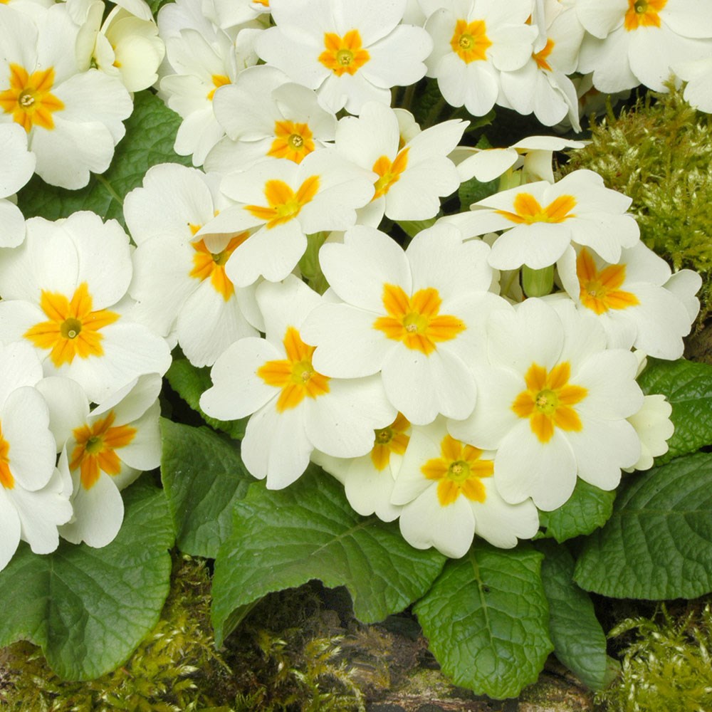 <i>Primula</i> 'Cottage Cream'
