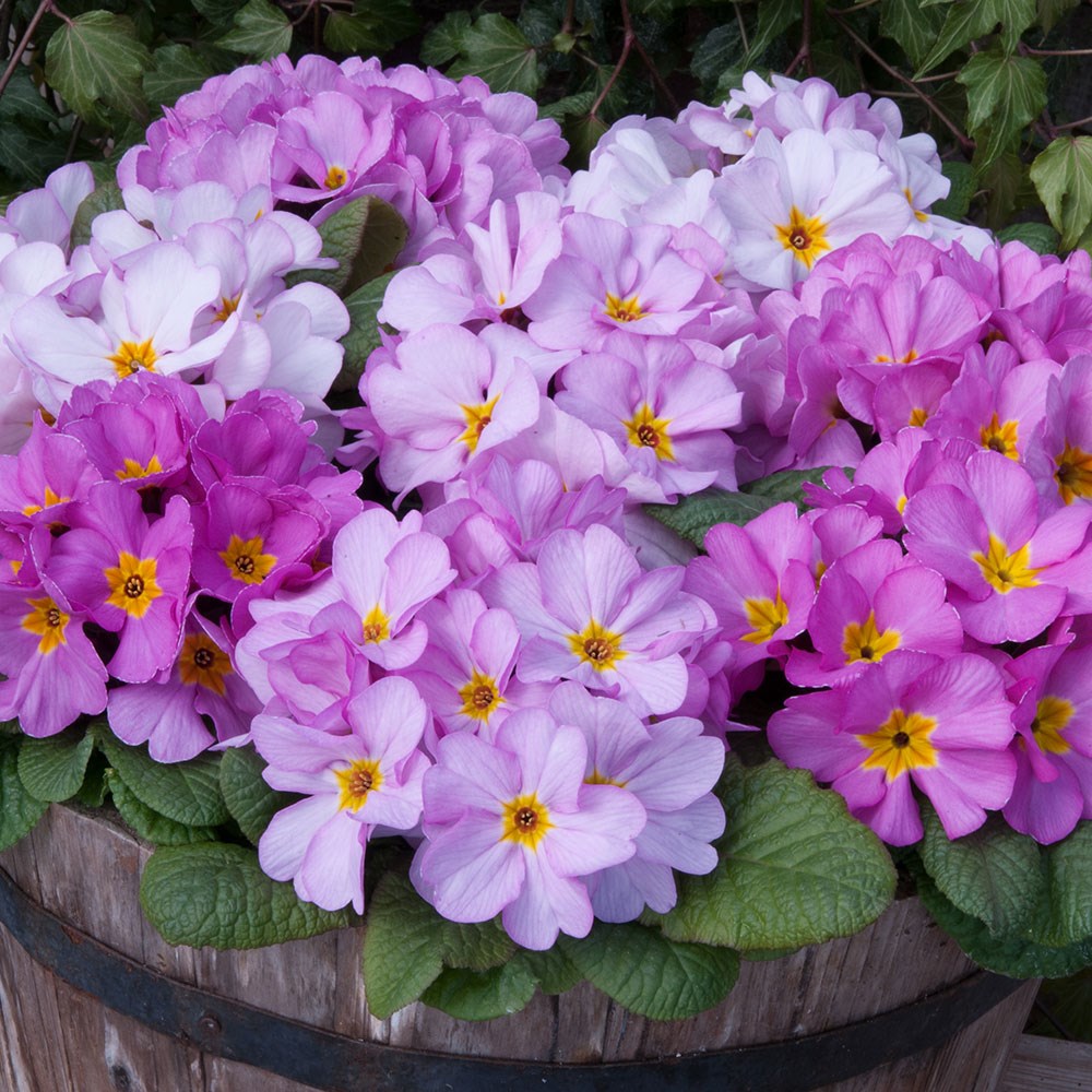 <i>Primula</i> 'Delia Woodland Dell'