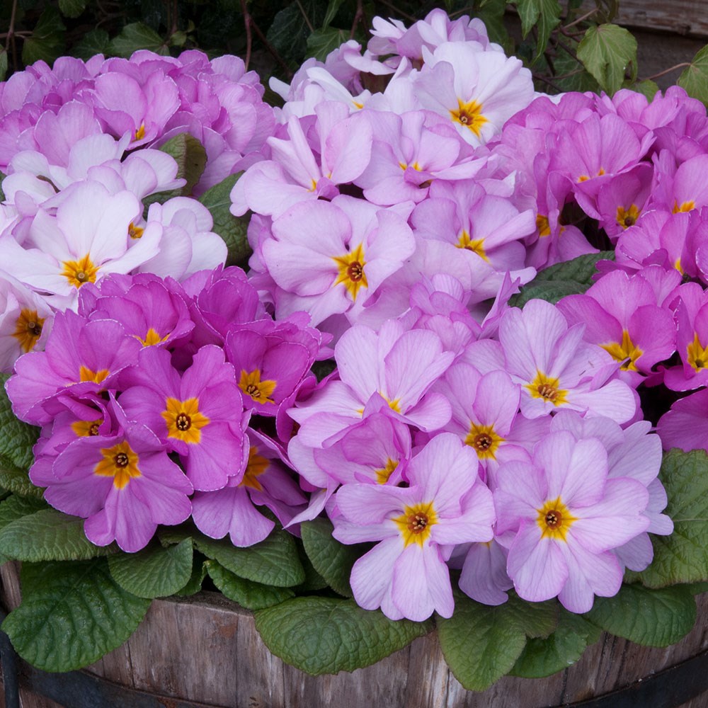 <i>Primula</i> 'Delia Woodland Dell'