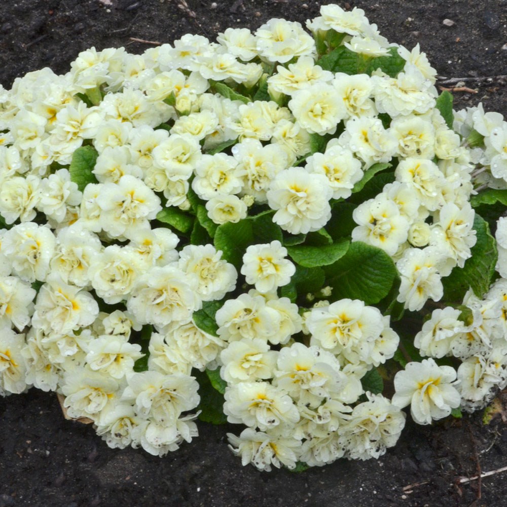 <i>Primula</i> <b class=small-caps>Belarina Cream</b> ('Kerbelcrem') (PBR) (Belarina Series)