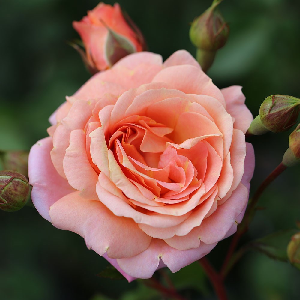 <i>Rosa</i> <b class=small-caps>Peach Melba</b> | Climbing Rose