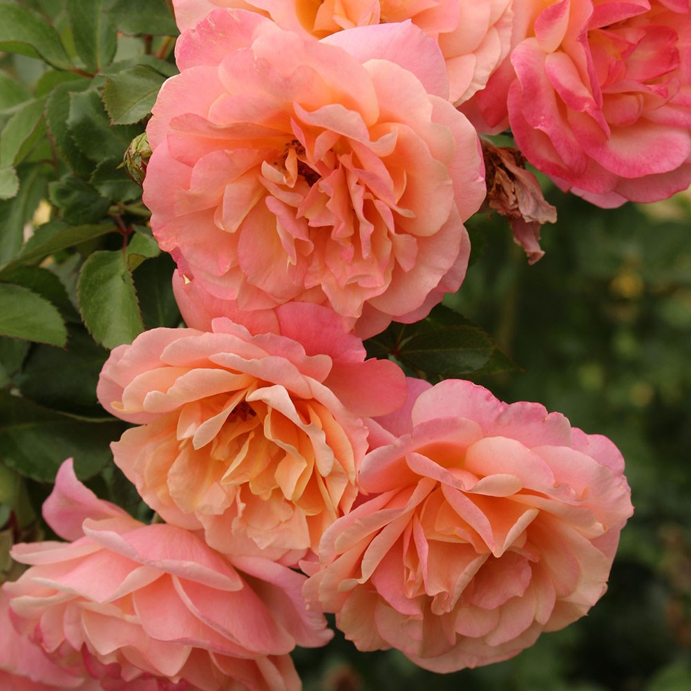 <i>Rosa</i> <b class=small-caps>Peach Melba</b> | Climbing Rose