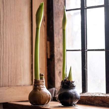 Wax Amaryllis