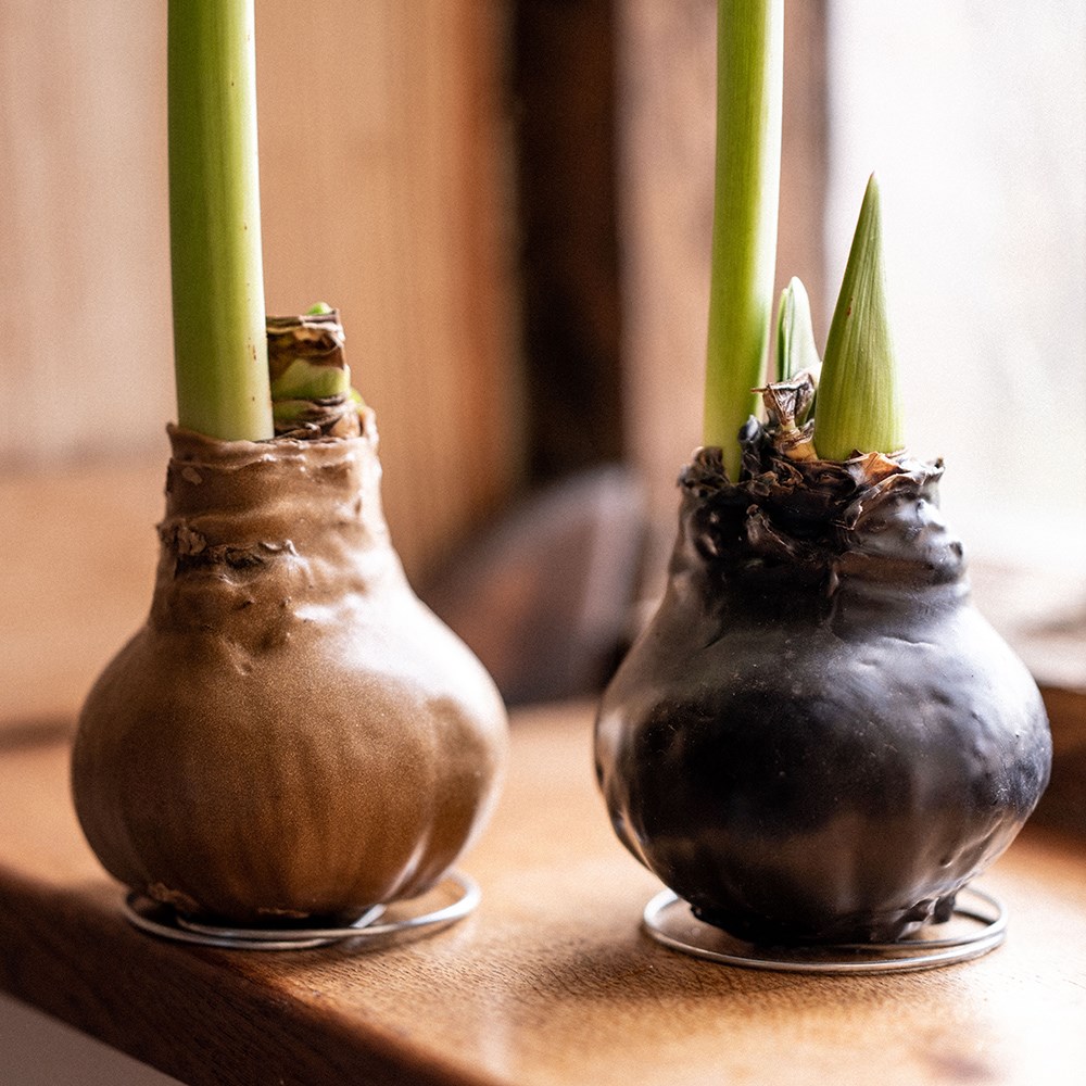 <i>Wax Amaryllis</i> 