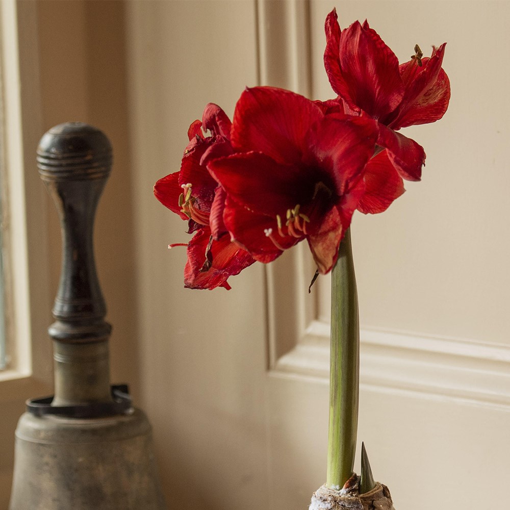 <i>Wax Amaryllis</i> 