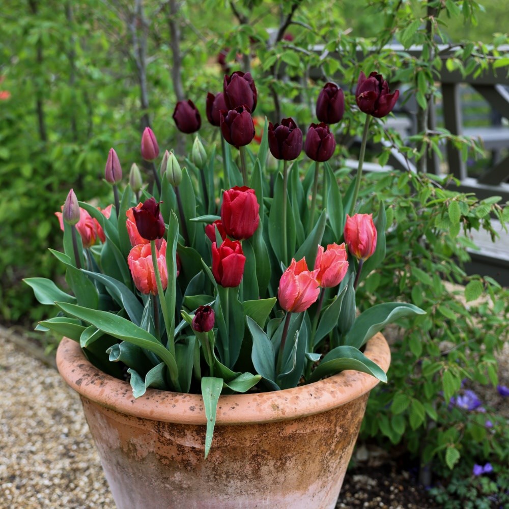 Summer Pudding tulip collection