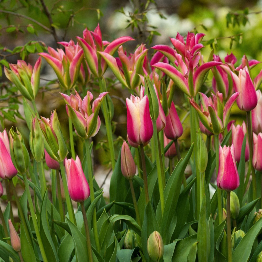 Felicity's nursery tulip collection