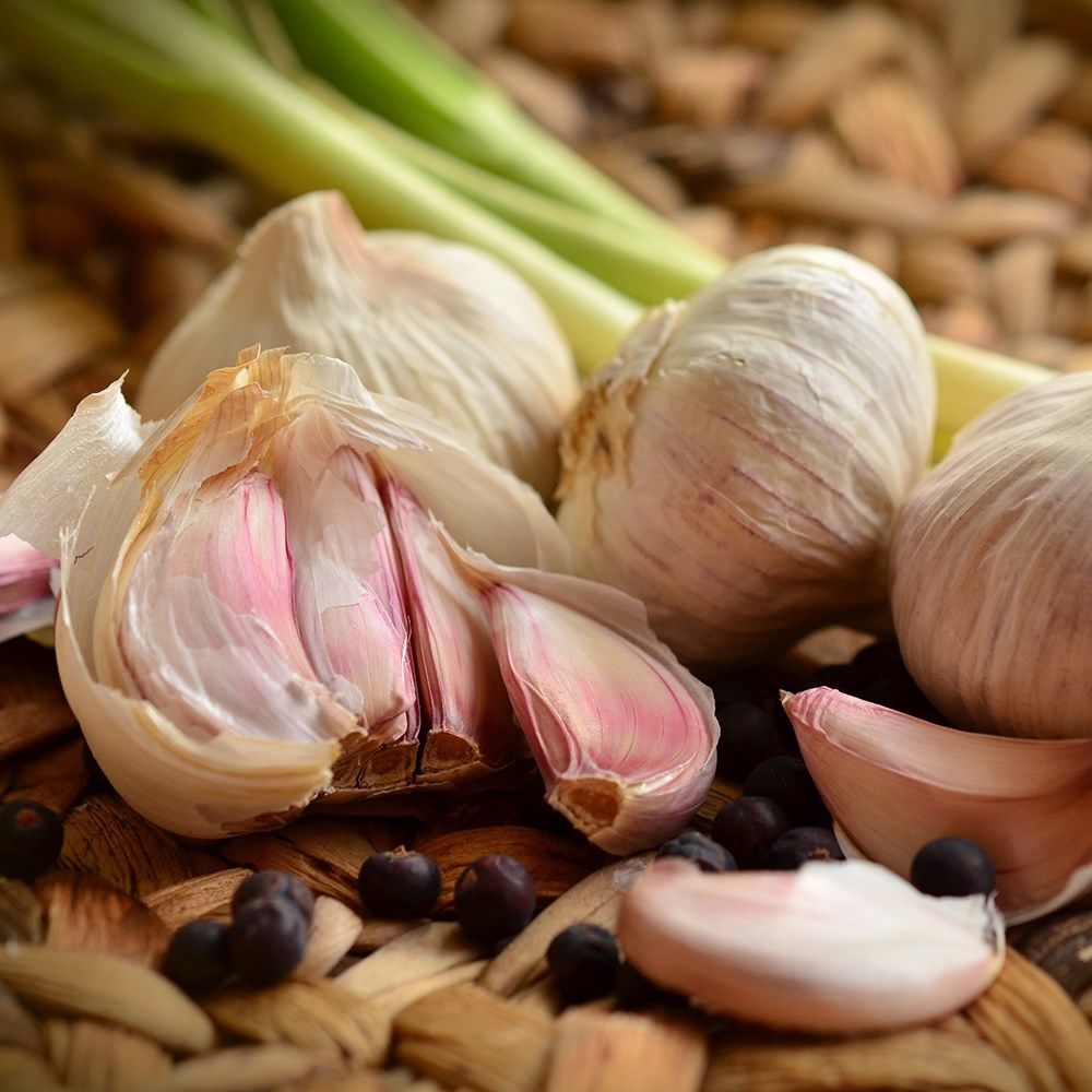 garlic 'Kingsland Wight'