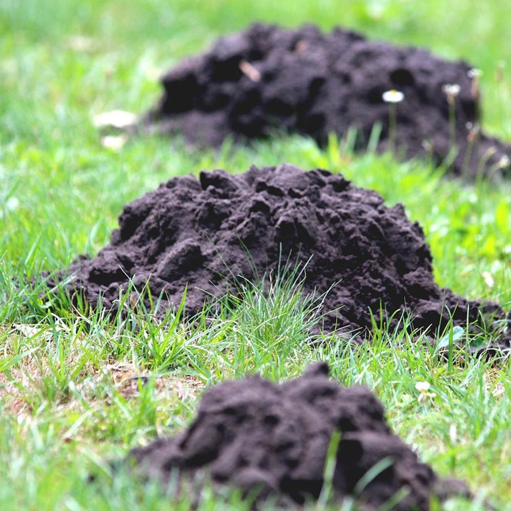 <i>PestBye mole deterrent bulbs</i> 