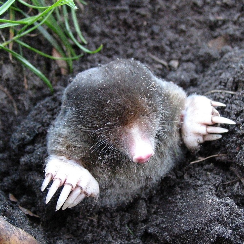 <i>PestBye mole deterrent bulbs</i> 
