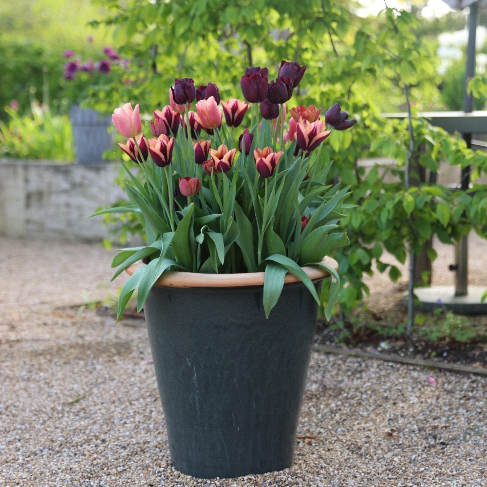 Venetian sky tulip collection
