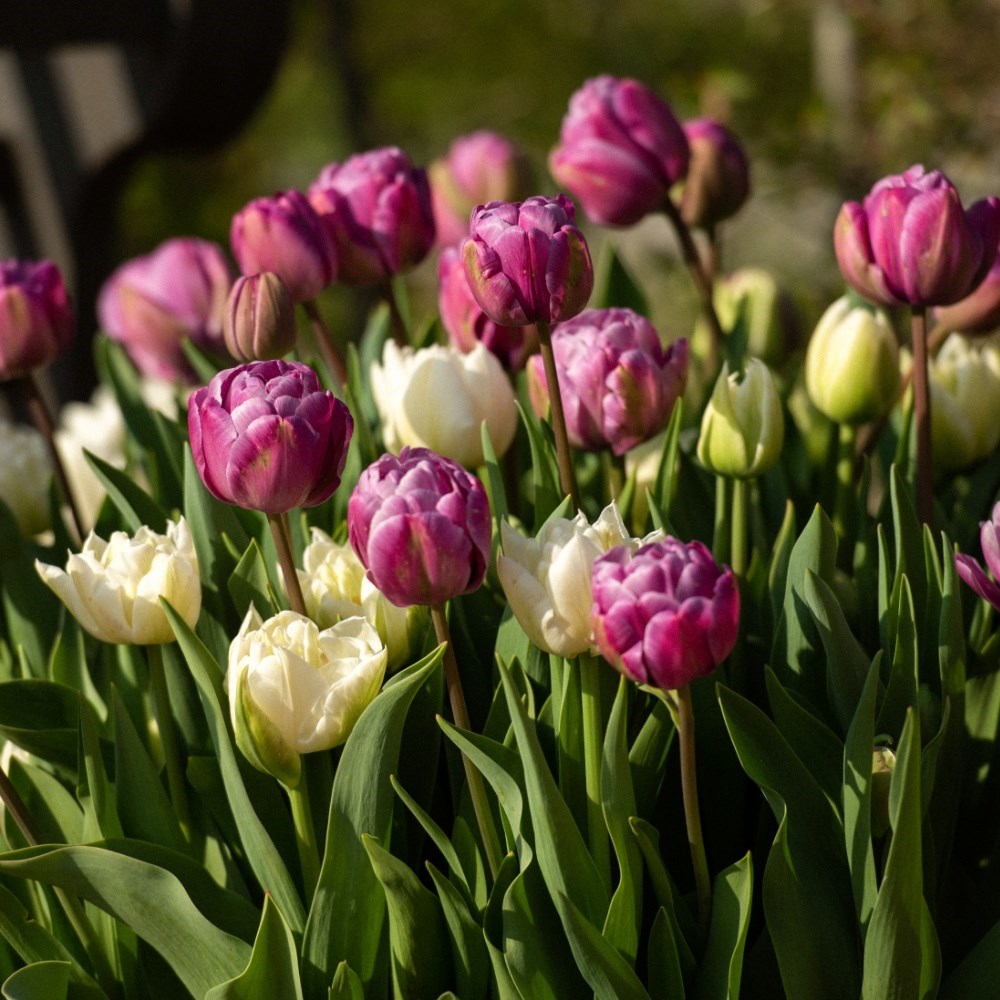 Plum pudding tulip collection