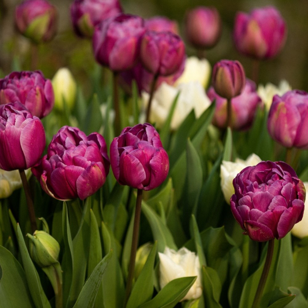 Plum pudding tulip collection
