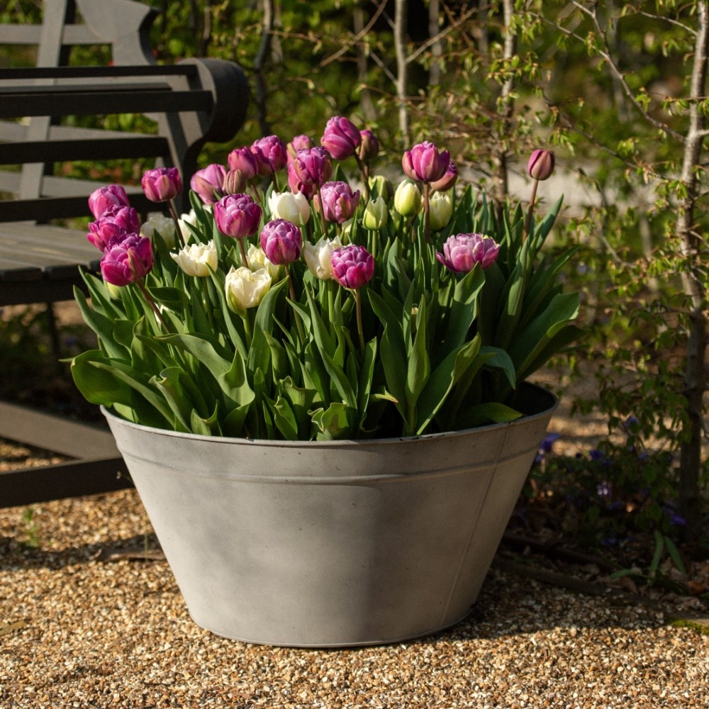 Plum pudding tulip collection
