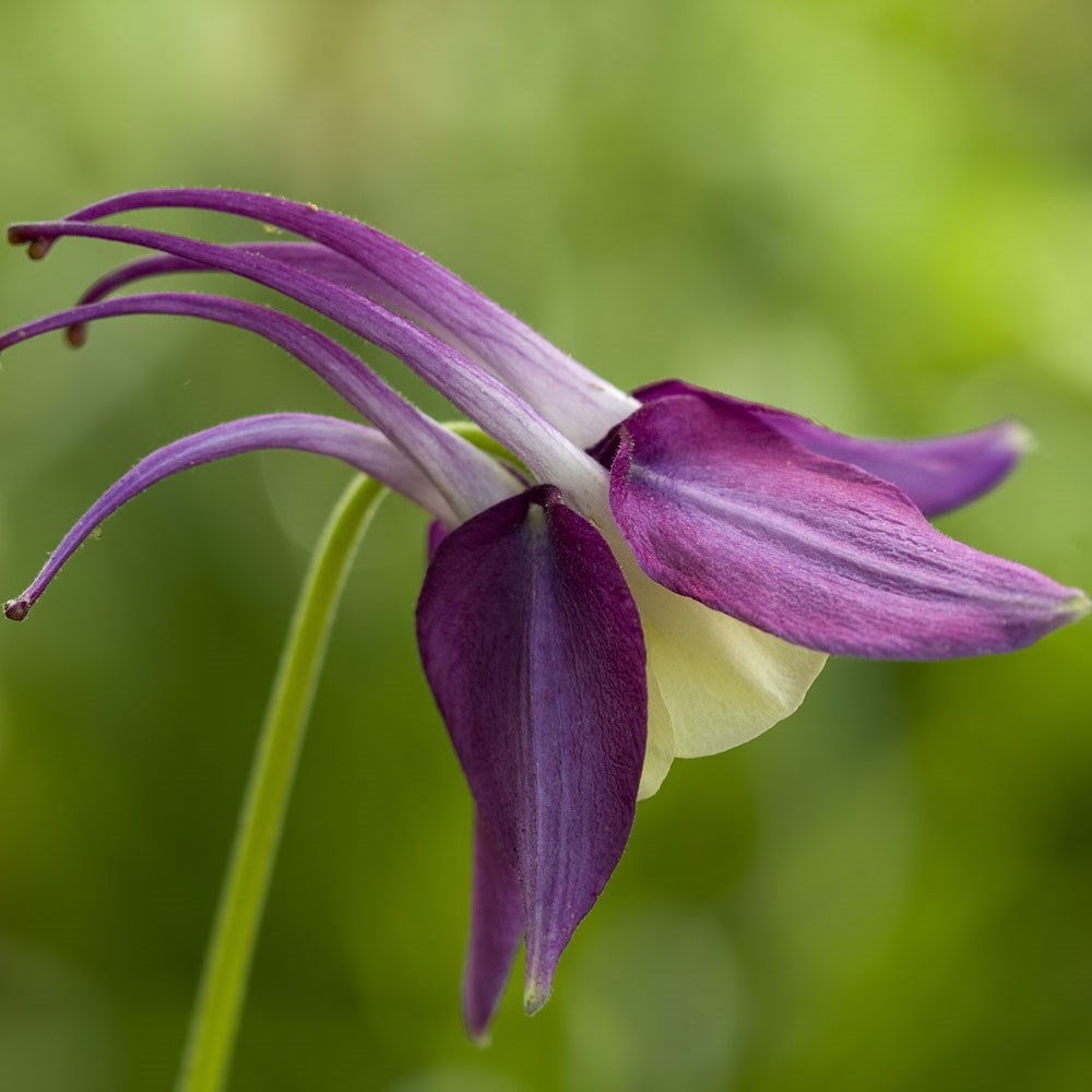 <i>Aquilegia oxysepala</i> 