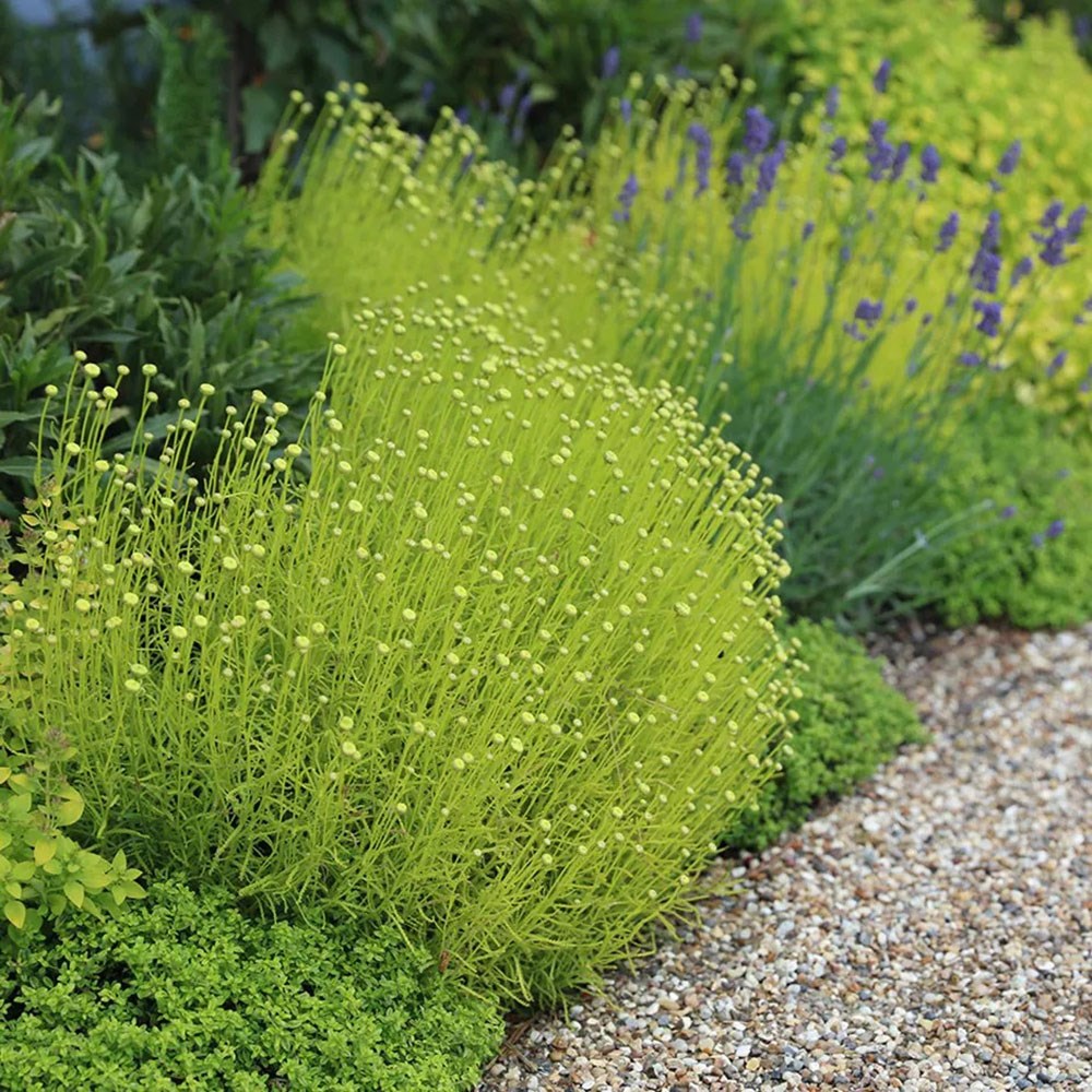 <i>Santolina rosmarinifolia</i> 'Lemon Fizz'