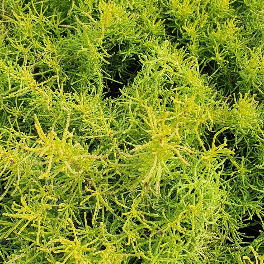 <i>Santolina rosmarinifolia</i> 'Lemon Fizz'