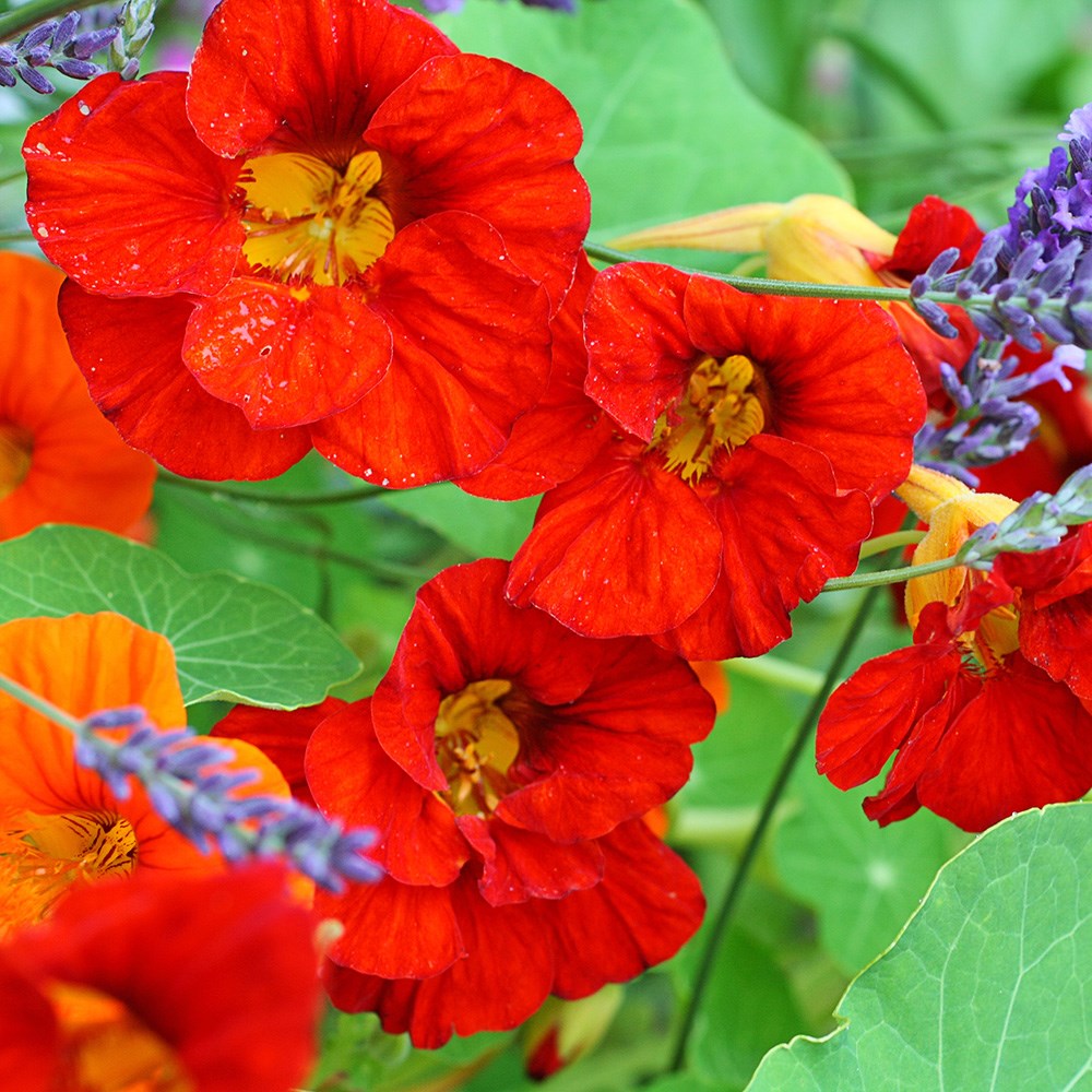 nasturtium - <i>Tropaeolum majus</i> 'Empress of India'