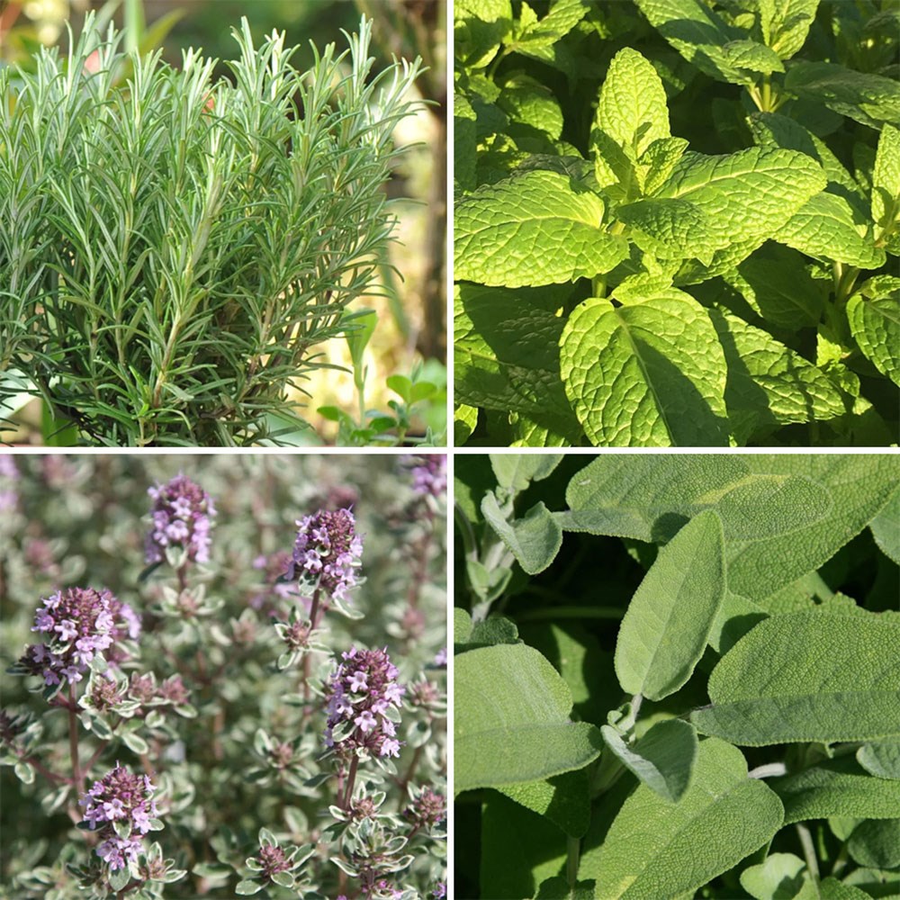 Popular Winter hardy herb collection