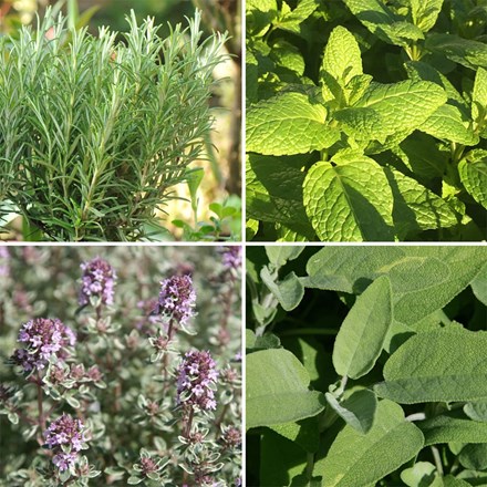 Winter hardy herb collection (4 mixed herbs)