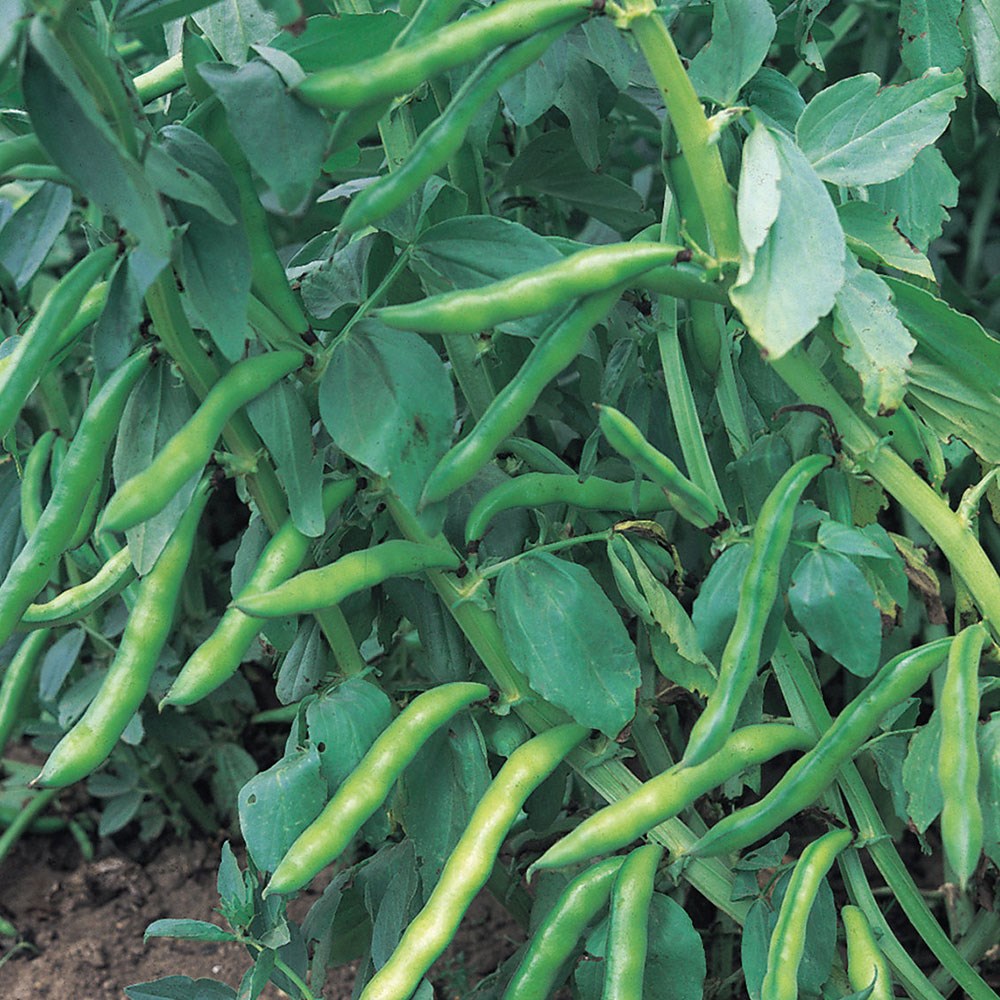 bean (broad) 'Super Aquadulce'