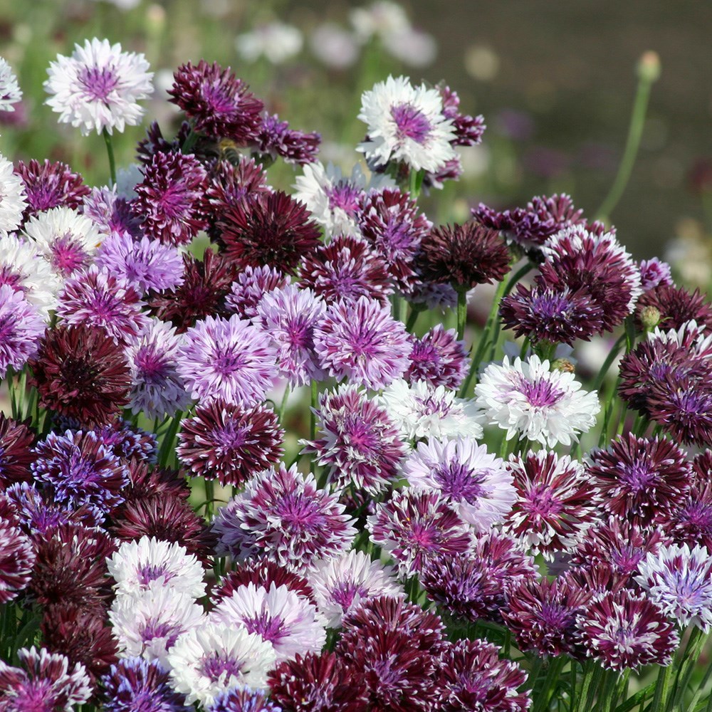 <i>Centaurea cyanus</i> 'Classic Magic'