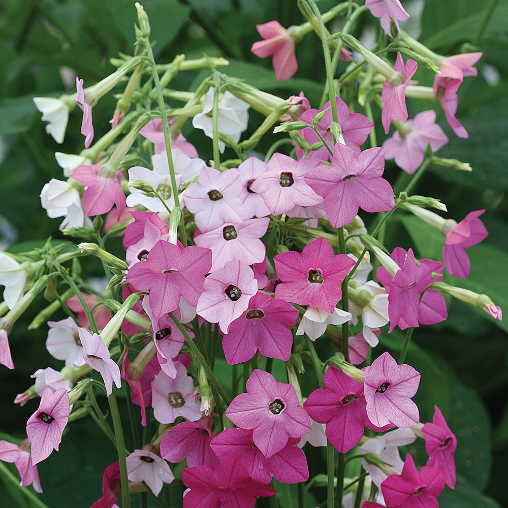 <i>Nicotiana</i> 'Whisper Mixed' F1