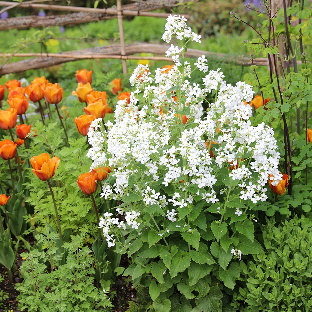 <i>Lunaria annua</i> var. <i>albiflora</i> 