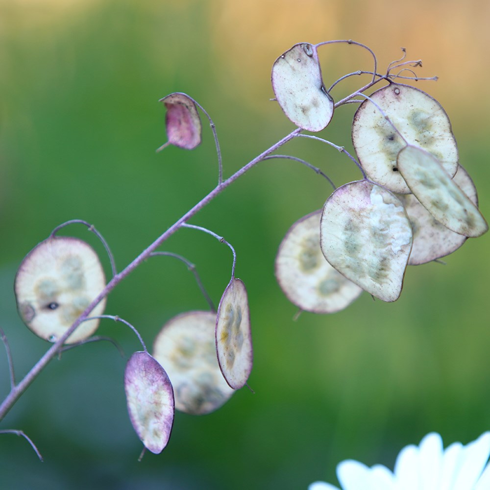 <i>Lunaria annua</i> var. <i>albiflora</i> 